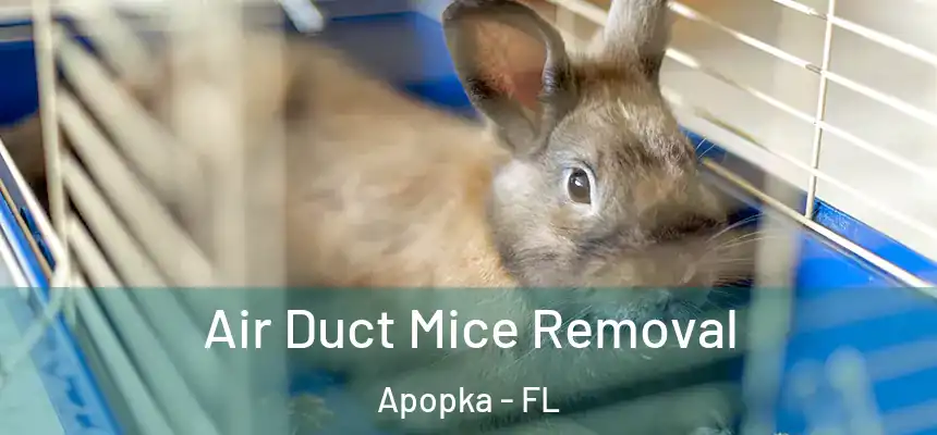 Air Duct Mice Removal Apopka - FL